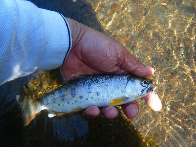 のんびり大見川アマゴ釣り_c0176183_2114958.jpg