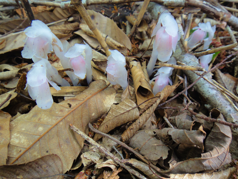 果無山脈ファストパッキング 2011/5/09-10 _b0220886_22225277.jpg