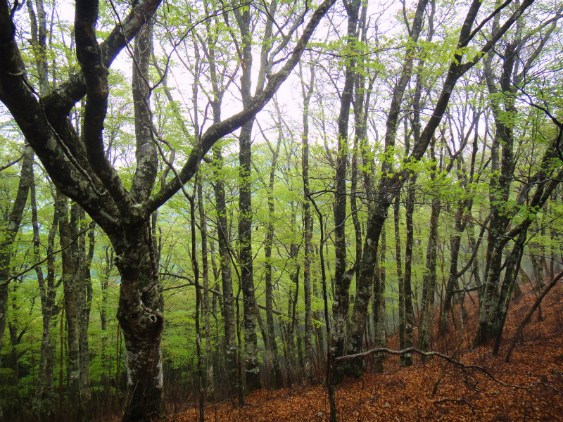 果無山脈ファストパッキング 2011/5/09-10 _b0220886_23344821.jpg