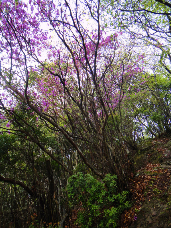 果無山脈ファストパッキング 2011/5/09-10 _b0220886_2337616.jpg