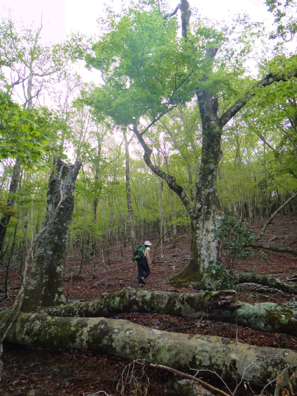 果無山脈ファストパッキング 2011/5/09-10 _b0220886_2346423.jpg