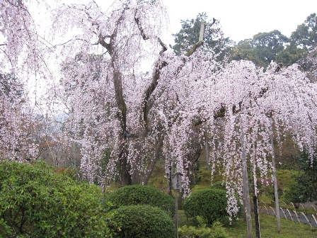 京都嵐山 天龍寺のしだれ桜 ハチドリのブラジル サンパウロ 時々日本 日記