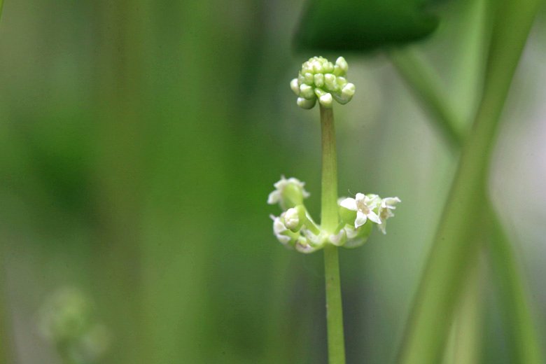 白い花の咲く ウチワゼニクサ そよ風にふかれて 白い花の咲く ウチワゼニクサ そよ風にふかれて