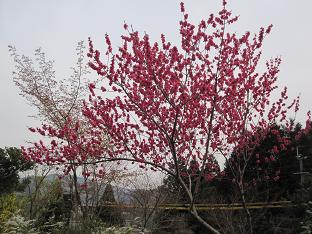 f0017696_12105920.jpg