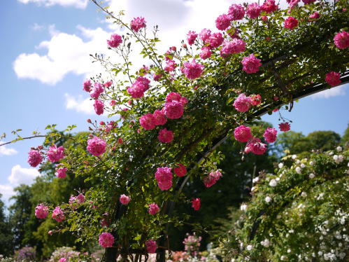 c0090198_5404971.jpg