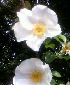 a0080002_1644861.jpg