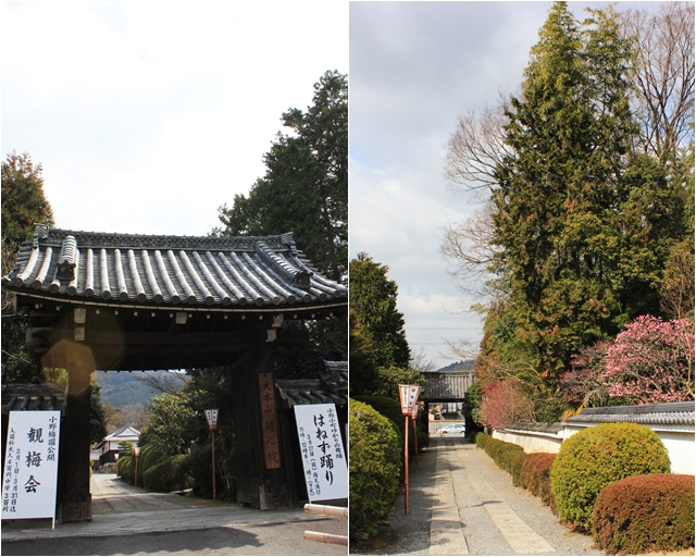 随心院　小野梅園_c0228404_518615.jpg