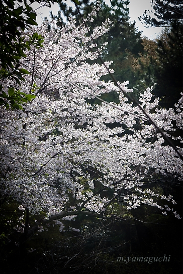 そう言えば・・桜・・・４_c0196414_192137.jpg