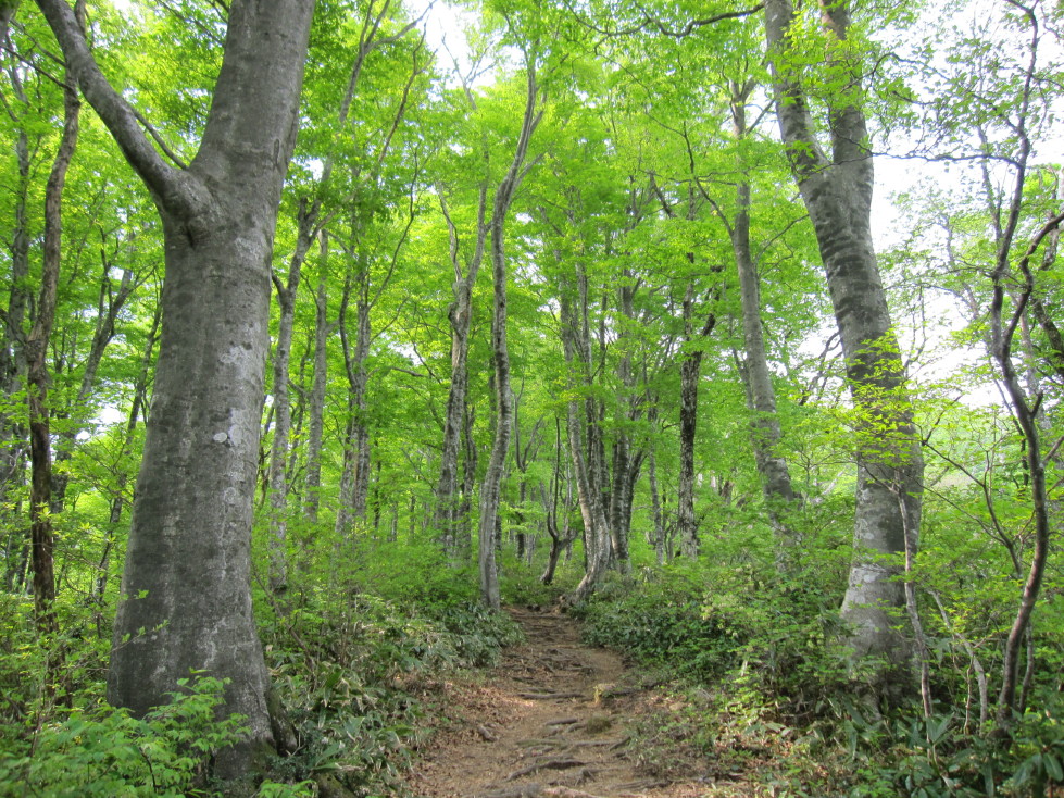 荒島岳　～癒しの森～_d0103314_22553740.jpg