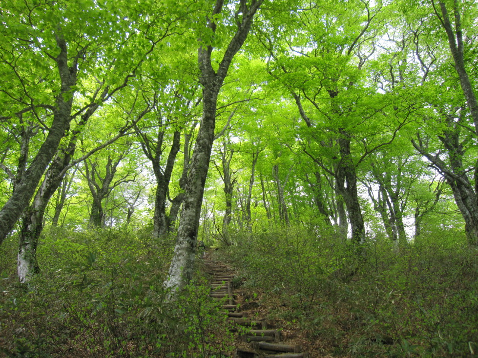 荒島岳　～癒しの森～_d0103314_2301321.jpg