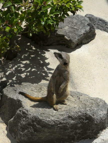 浜松市動物園＆はままつフラワーパークへ_f0168317_0272933.jpg