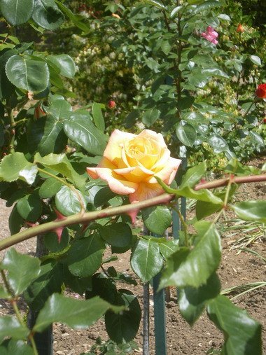 c0124619_23114944.jpg