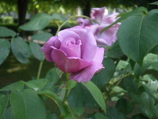 c0124619_2395189.jpg