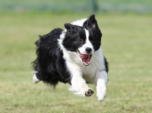 朝霧F.D.G 飛行犬撮影会_e0196319_12161845.jpg