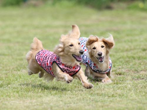 朝霧F.D.G 飛行犬撮影会_e0196319_128630.jpg