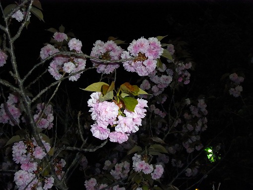 真夜中の帰り道_b0150120_1654990.jpg