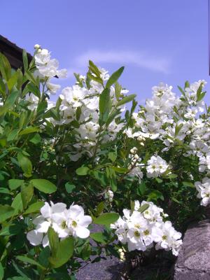 c0023323_62551.jpg