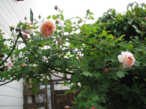 e0128024_951299.jpg