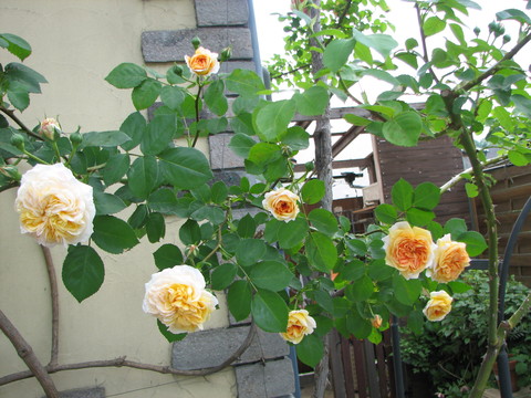 e0128024_952549.jpg