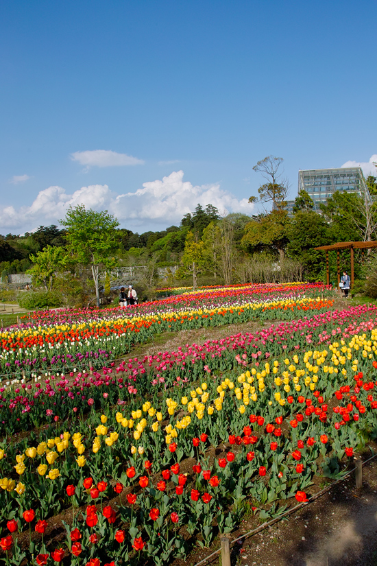 花ファンタジア　（野田市清水公園）_c0223825_6461231.jpg