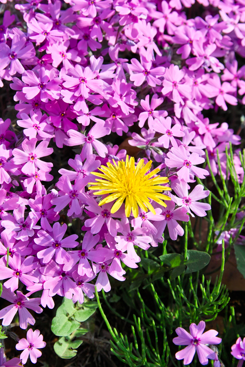 花ファンタジア　（野田市清水公園）_c0223825_7102446.jpg