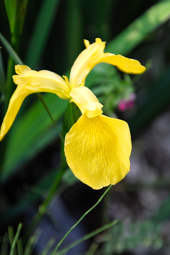 花ファンタジア　（野田市清水公園）_c0223825_7233139.jpg