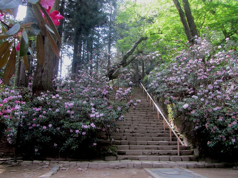 女人高野　室生寺の石楠花_f0054429_140815.jpg