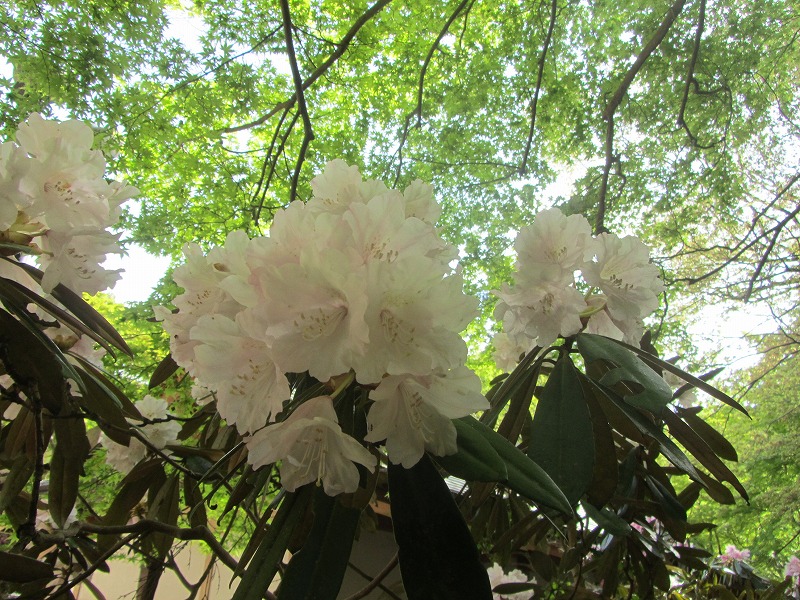 女人高野　室生寺の石楠花_f0054429_147354.jpg