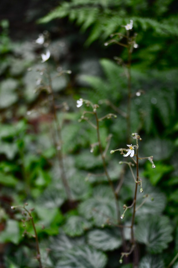 green_b0172633_1043498.jpg