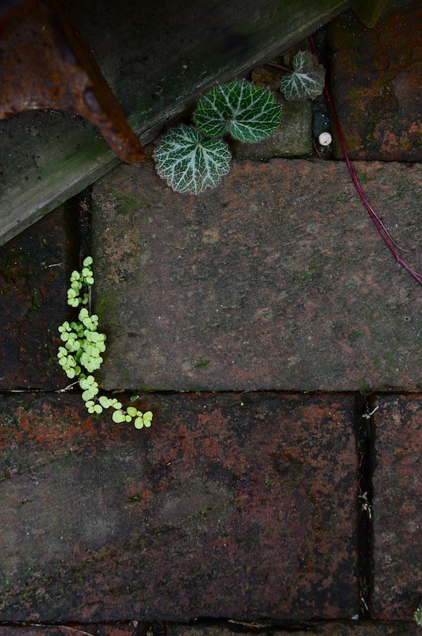 green_b0172633_10435857.jpg