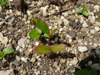 e0097534_14104282.jpg