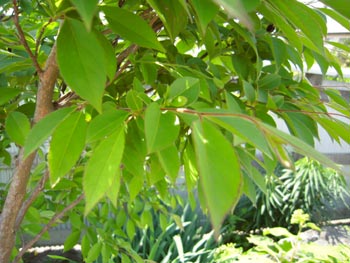 e0097534_14151679.jpg