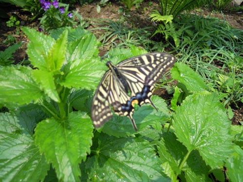 e0097534_1452393.jpg