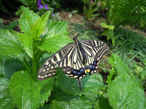 e0097534_14532425.jpg