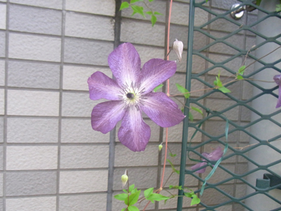 b0019140_1465482.jpg