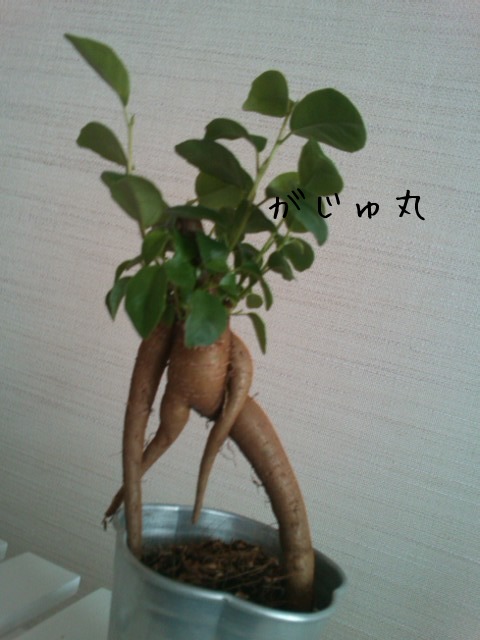 命名「がじゅ丸」_d0165645_1836418.jpg