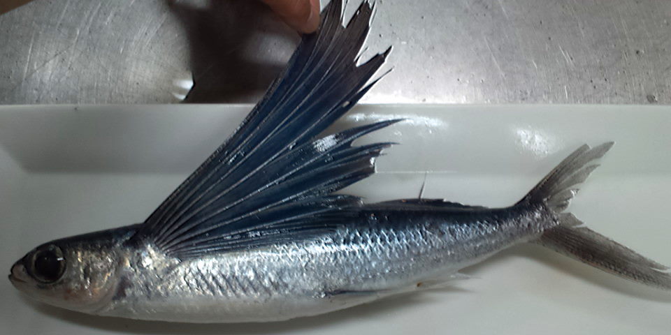 こんな日 グライダーに乗ったら どんな感じなんだろう 鹿児島市の魚専門店 満田商店です