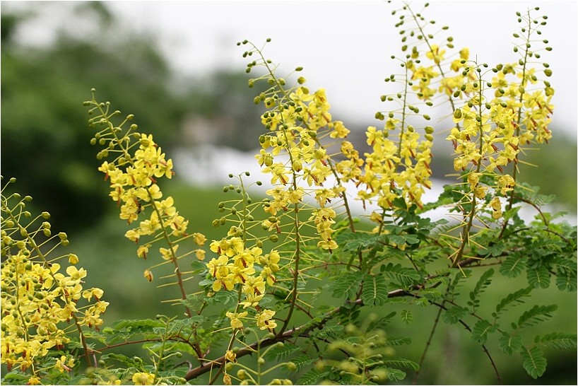 身近な花 野草風薫 身近な花 野草風薫