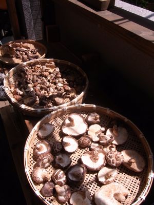 蜜蜂より先に天敵出現_c0063348_8381781.jpg