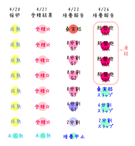 確率 胞 胚 盤