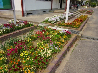 ５月１７日，中妻小学校の花壇が見事です！_e0158049_14354887.jpg