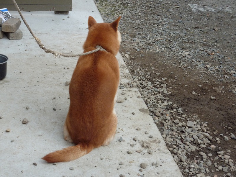 背中 兵庫 柴犬専門店なんと 柴犬専門店なんと 柴まる日記