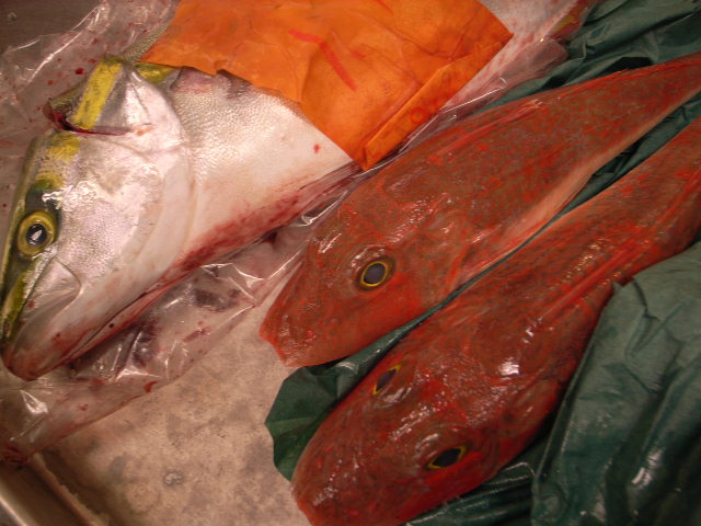 Fish_d0105256_1214455.jpg