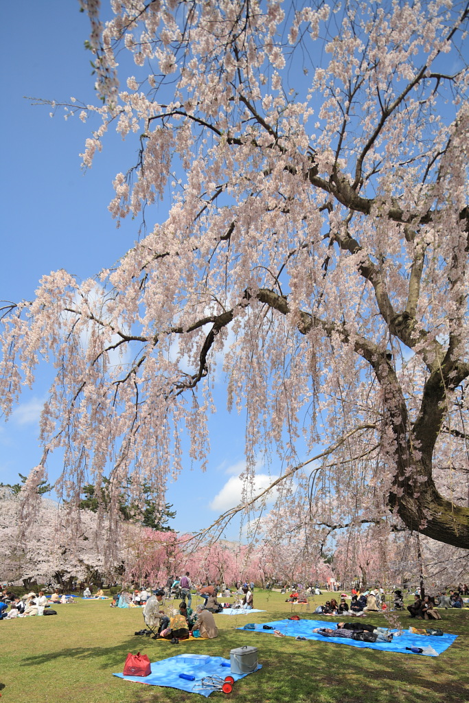 桜2011・弘前(4)_d0032258_649395.jpg