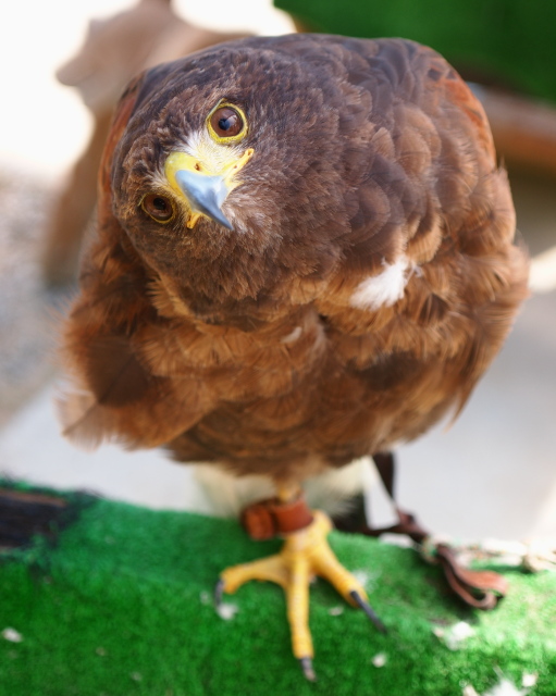 出口を出たのに鳥さんがいた さして意味なし 面白くもなし 出口を出たのに鳥さんがいた さして意味なし 面白くもなし