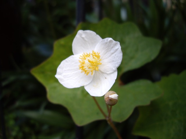 e0096862_014667.jpg