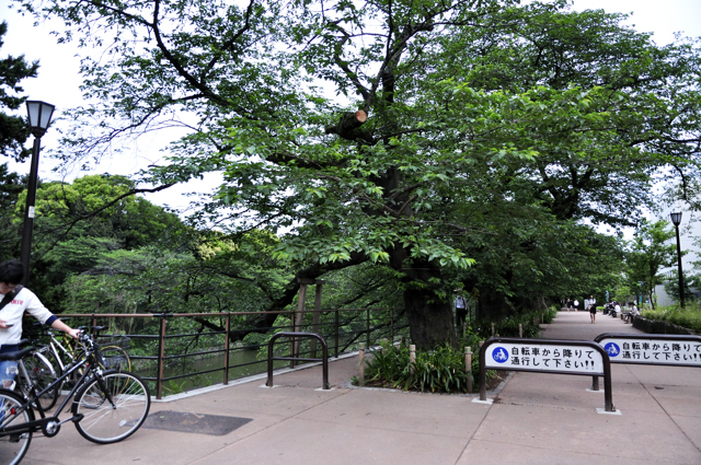 雨もよいの千鳥ヶ淵綠道を再び歩いて新しい発見_a0031363_3281475.jpg