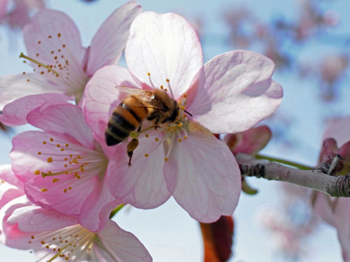 岩見沢の桜_c0189970_1631471.jpg