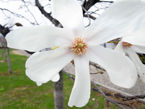 岩見沢の桜_c0189970_16314867.jpg