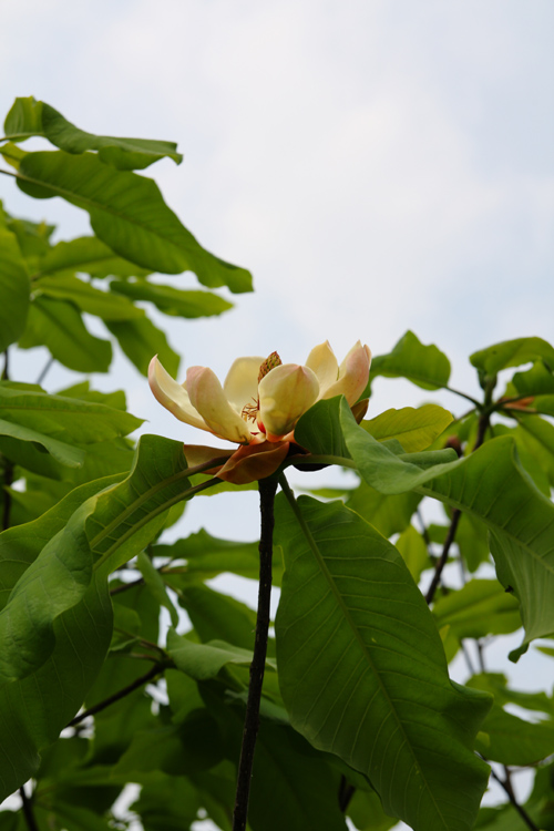 朴葉_c0054876_16133238.jpg